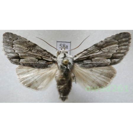 Acronicta cuspis (Hübner, 1813) Slovakia58a